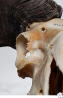  Skull Mouflon Ovis orientalis head horns skull 0004.jpg
